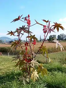 トウゴマ Ricinus communis