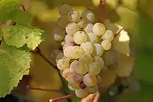 ドイツのリースリングの成熟したブドウ