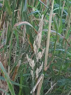 Phalaris arundinacea