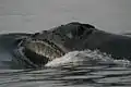 セミクジラ