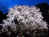 夜の枝垂桜（2010年4月1日撮影）