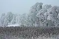 <樹氷または粗氷>（フィンランド）
