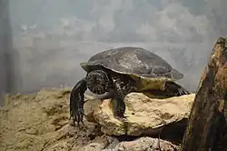 リオグランデクーター