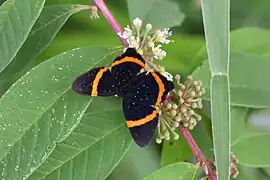 Riodina lysippus, エクアドル