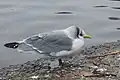 冬羽