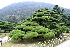 ななこ垣(栗林公園、鶴亀松)
