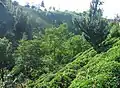リゼ県の茶畑