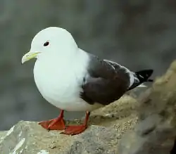 アカアシミツユビカモメR. brevirostris