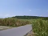 宮城島の主要産業であるサトウキビの畑。