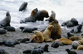 バルデス半島のオタリアたち(1999年、自然遺産)