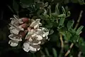 Robinia neomexicana