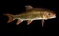 Moxostoma robustum