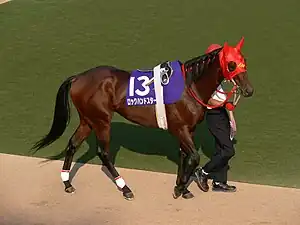 競走馬ロックハンドスター