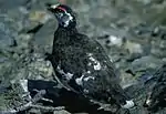 ライチョウ(夏羽のオス)