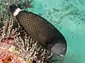 雄の成魚。