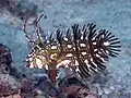 若魚。