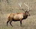 アメリカアカシカ(elk)