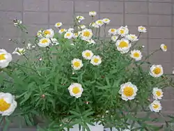 Rhodanthe chlorocephala ssp. rosea