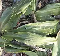 革質の葉
