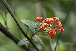 アカキナノキ Cinchona pubescens（キナノキ連）ベニマツリ Rondeletia odorata（ベニマツリ連）
