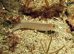 Ronquilus 属の1種(R. jordani)。鮮やかで変異に富む色彩をもち、アクアリウムでの飼育対象となっている