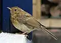 幼鳥