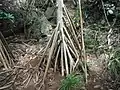 タコノキの気根 小笠原・父島にて 樹高は5メートルは有った