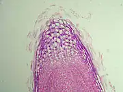 根の先端の顕微鏡写真