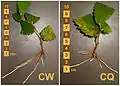 発根した挿し穂 Z. carpinifolia