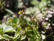 花蕾