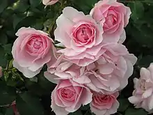 ボニカ