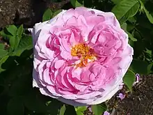 コント・ドゥ・シャンボール