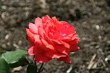 フラグラント・クラウド