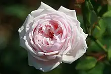 スヴニール・ド・マルメゾン