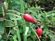 果実 2010年9月