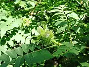 硬い刺がある果実