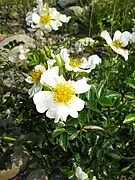 葉に光沢があり、照葉という。