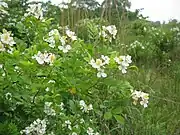 花を咲かせたノイバラ