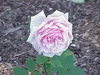ラ・フランス（HT）