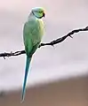 ワカケホンセイインコ　アジア、アフリカで一般的な種類でヨーロッパやアメリカにも移入種として生息