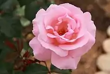 バラの園芸品種クイーン・エリザベス