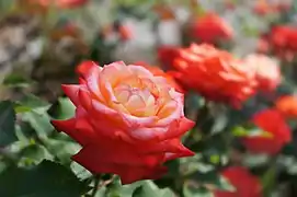バラ「胡蝶」