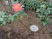 同公園に咲く「プリンセス・ミチコ」