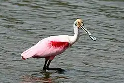ベニヘラサギ