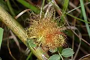 Diplolepis rosae(英語版)による虫こぶ
