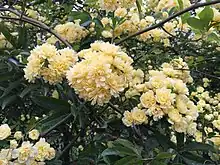 ロサ・バンクシア・ルテア(モッコウバラ)