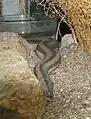 ロージーボアL. trivirgata