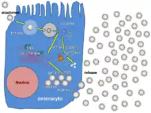 A cartoon illustrating how a single rotavirus particle infects a cell, replicates in the cytoplasm and produces many progeny particles, which burst out from the host cell.