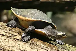 ニシキマゲクビガメ