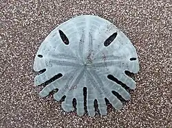 Rotula deciesdigitatus